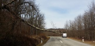 Vozači, oprez! Na cesti Slatina Pokupska – Bučica odlomljeno drvo na prometnici