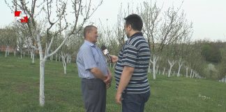 Na gruntu: šljiva čačanka