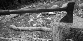 U šumi na području Gline posječena stabla