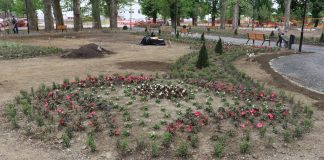 Iz glinskog gradskog parka ukradene sadnice