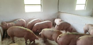 VIDEO U Glinu stiglo 10 nazimica