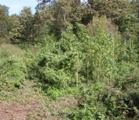 Na području Gline uzgajali indijsku konoplju