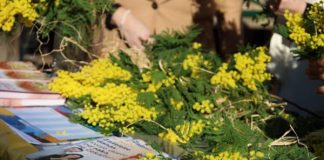 Dan mimoza u Glini: Podrška prevenciji raka vrata maternice