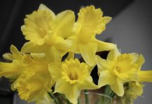 Dan narcisa u Glini: Misli na prevenciju i pridruži se akciji