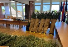 Velika zapljena u Gvozdu: Otkrivena plantaža s 229 stabljika marihuane, uhićen 34-godišnjak 1