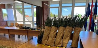 Velika zapljena u Gvozdu: Otkrivena plantaža s 229 stabljika marihuane, uhićen 34-godišnjak 1