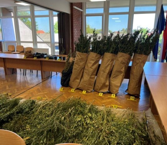 Velika zapljena u Gvozdu: Otkrivena plantaža s 229 stabljika marihuane, uhićen 34-godišnjak 1