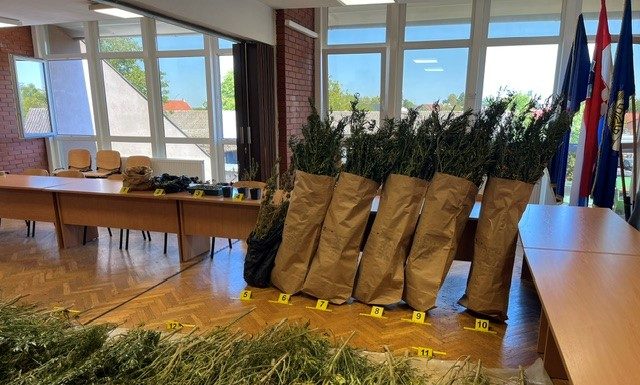 Velika zapljena u Gvozdu: Otkrivena plantaža s 229 stabljika marihuane, uhićen 34-godišnjak Velika zapljena u Gvozdu: Otkrivena plantaža s 229 stabljika marihuane, uhićen 34-godišnjak 1